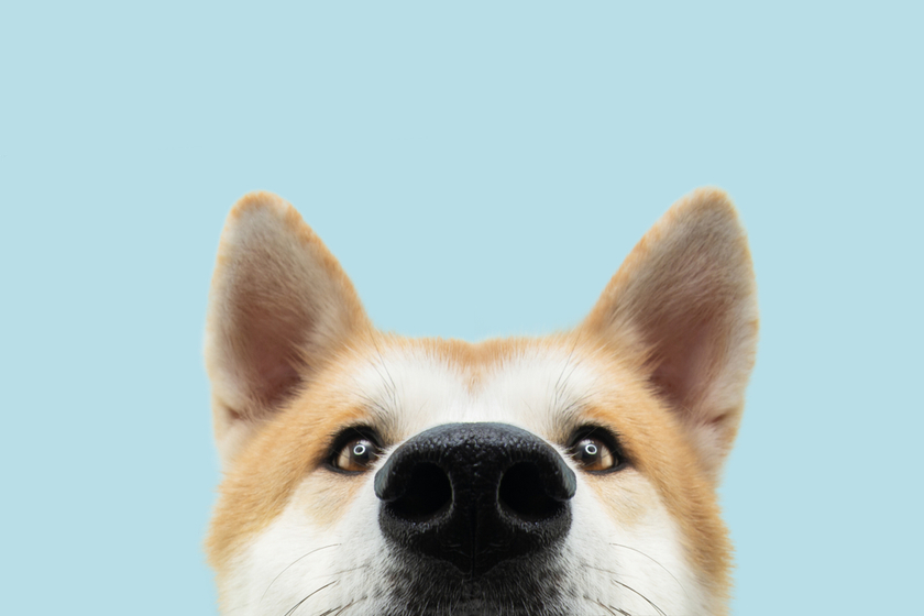 Dividend Dogs ETFs Show Geographic Performance Split
